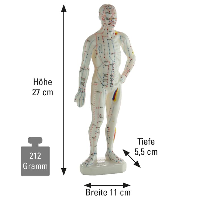 Akupunktur-Modell 27 cm