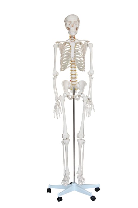 Menschliches Skelett lebensgroß