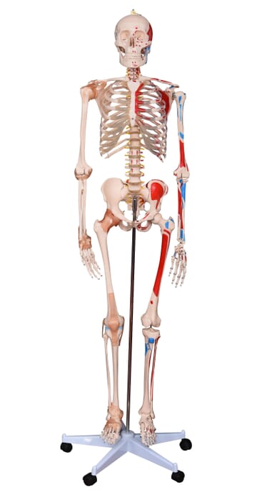 Menschliches Skelett deluxe mit Muskeln und Bändern
