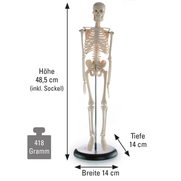 Kleines Skelett, ca. 45 cm