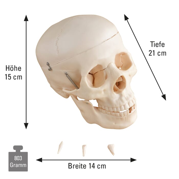 Anatomisches Schädel-Modell lebensgroß