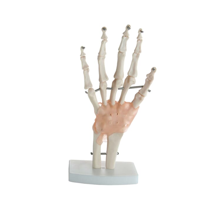 Handgelenk-Modell mit Bändern lebensgroß