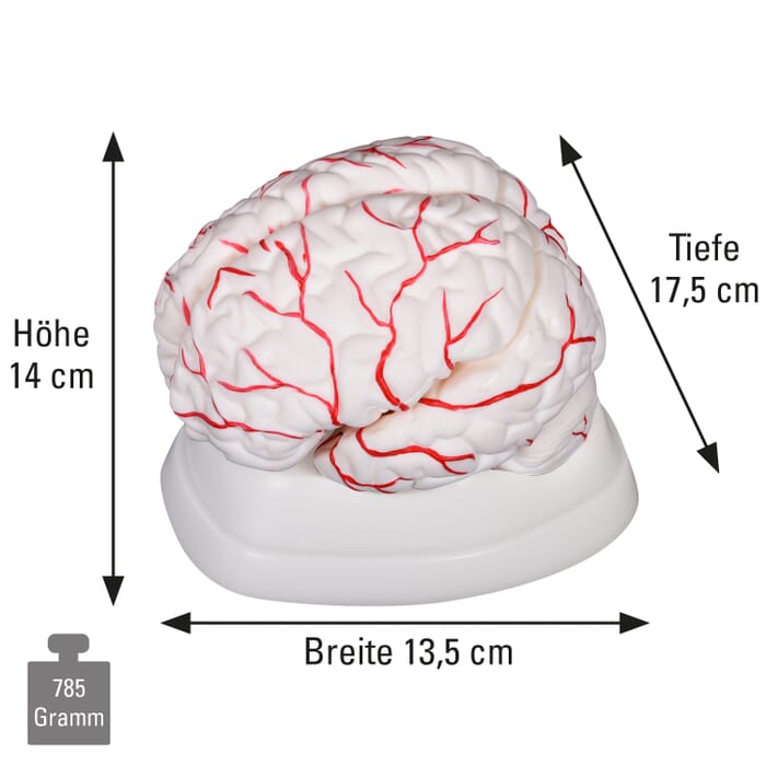Zerlegbares Gehirn-Modell